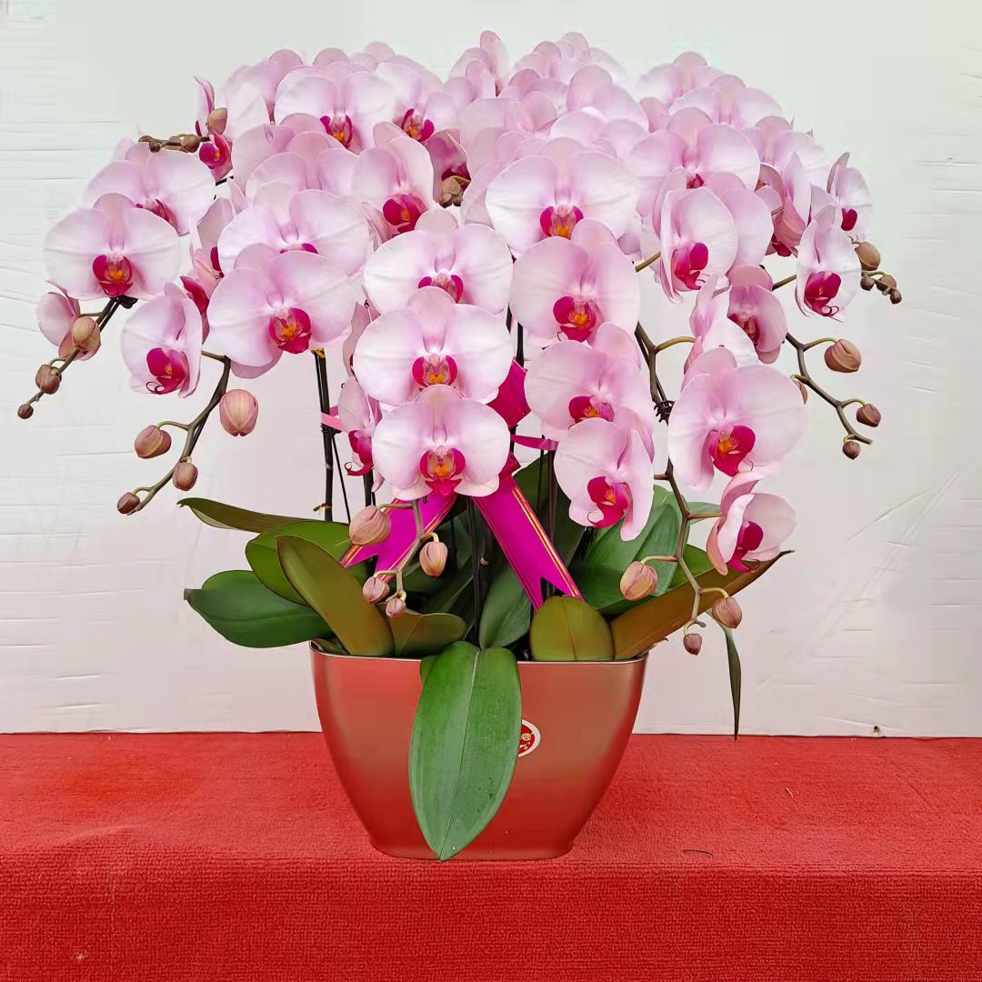 蝴蝶兰
