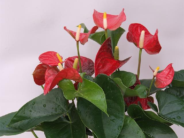 紅掌